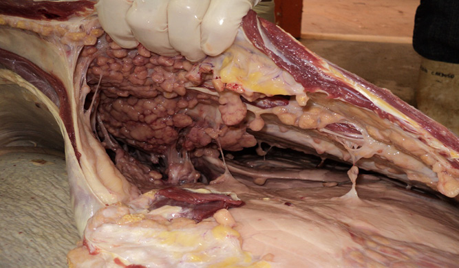 C:\Users\LINA\Downloads\Vaca com tuberculose\Resumen\DSC01695.JPG